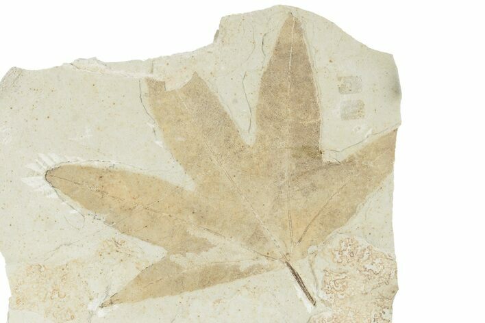 Fossil Sycamore (Macginitiea) Leaf - Utah #282362